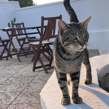Trullo Assiolo Valle D'itria Privacy&peace Aperto Tutto L'anno *